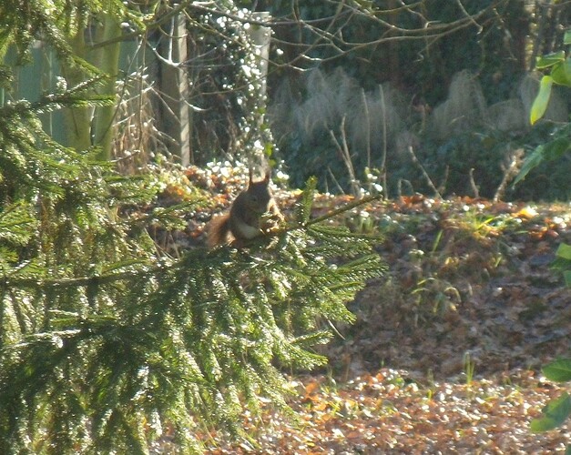 Ecureuil 2.jpg